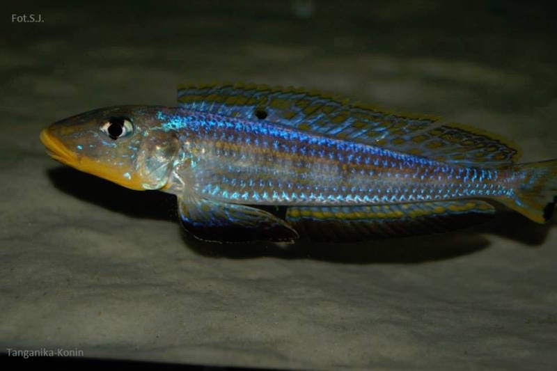 Enantiopus sp. 'kilesa'